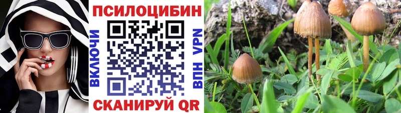 что такое наркотик  Белёв  Галлюциногенные грибы Psilocybine cubensis 